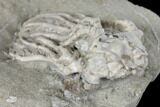Crinoid (Platycrinites) Fossil - Crawfordsville, Indiana #132446-2